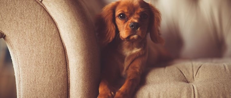 Dégâts causés par un chien